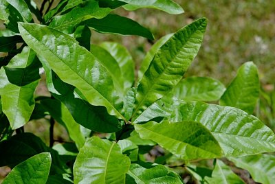 Quercus imbricaria - dub celokrajný - letní listy